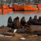 Elefantes en Mar del Plata