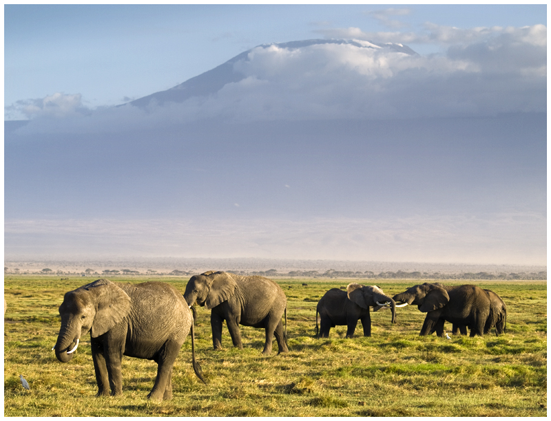 Elefantes y el Kilimanjaro desde Amboseli (Kenya)