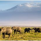 Elefantes y el Kilimanjaro desde Amboseli (Kenya)