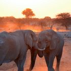 Elefanti al tramonto.