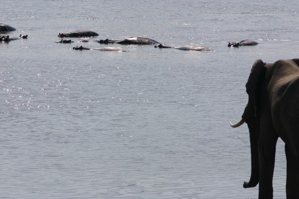 Elefanti ed ippopotami ..
