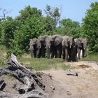 elefanti in parata