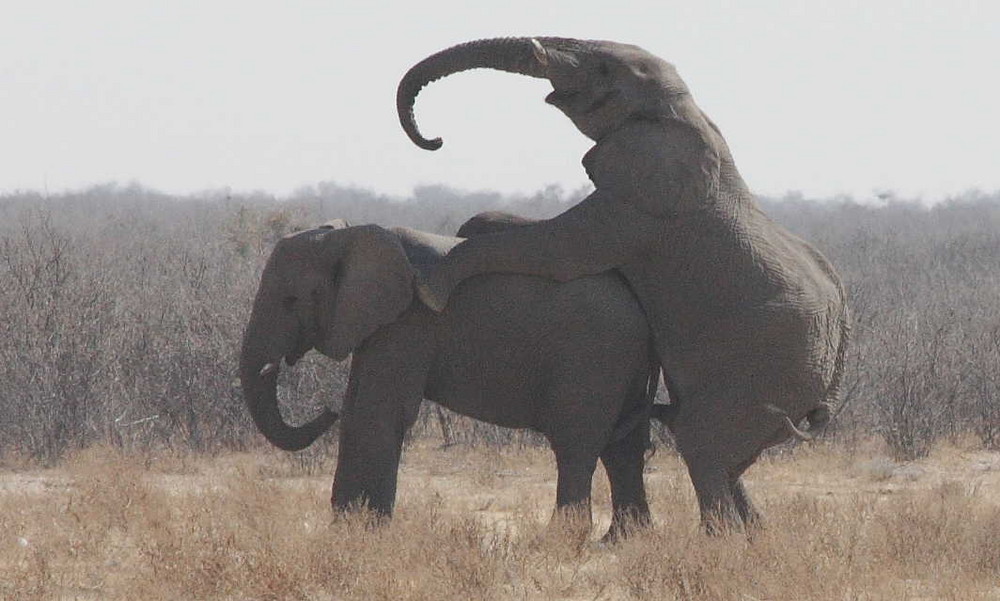 elefanti parco etosha - namibia