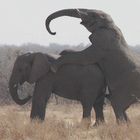 elefanti parco etosha - namibia