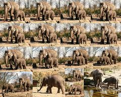 Elefantin mit Jungtier im Rotterdamer Zoo (Niederlande) (19.03.2012)