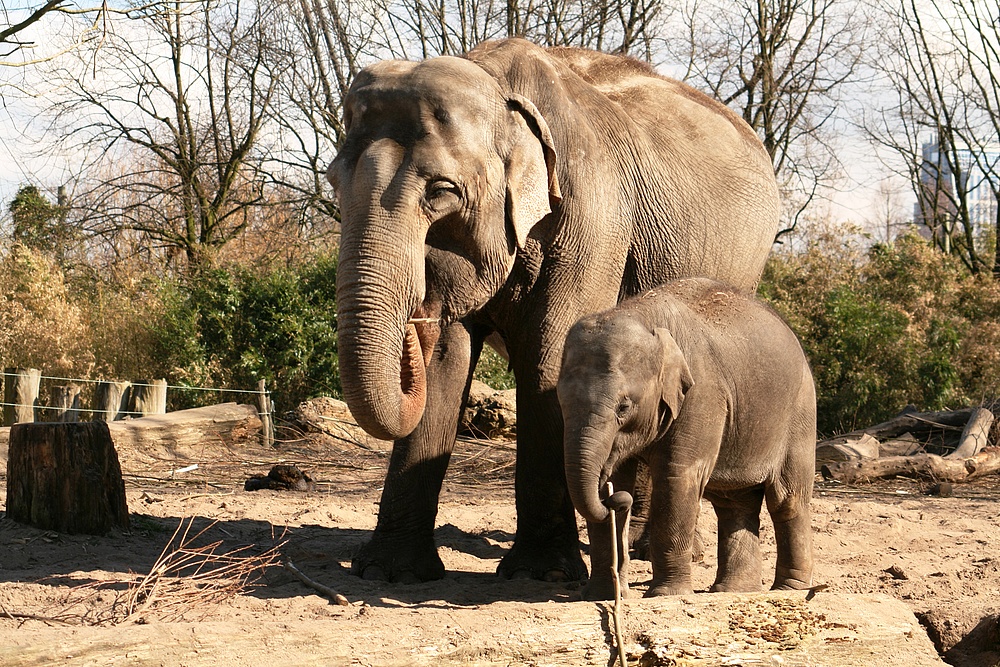 Elefantin mit Jungtier im Rotterdamer Zoo (Niederlande) (19.03.2012)2