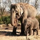 Elefantin mit Jungtier im Rotterdamer Zoo (Niederlande) (19.03.2012)2