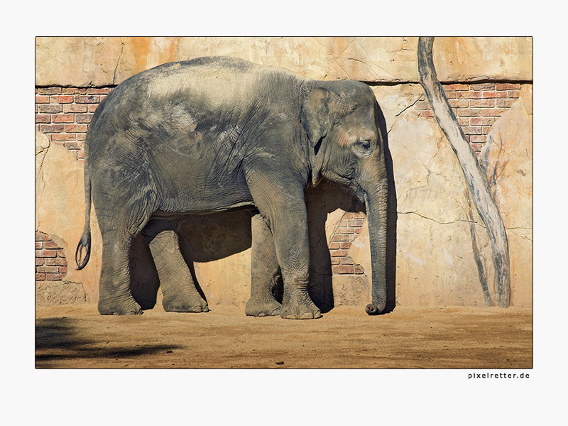 Elefant_in_der_Wand_geparkt