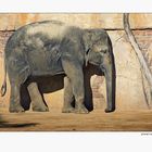 Elefant_in_der_Wand_geparkt