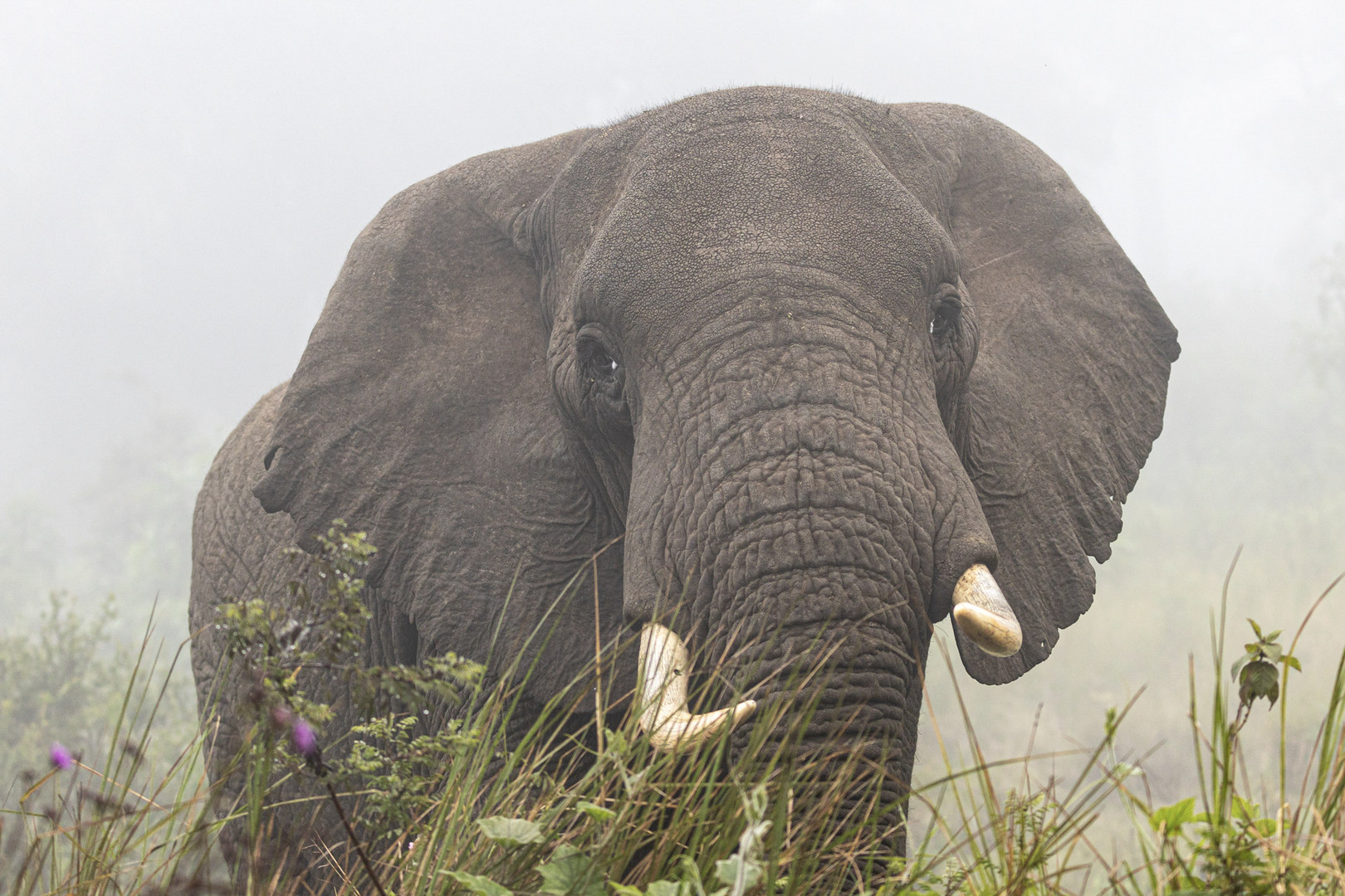 Elefant_Nebel