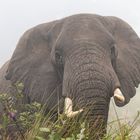 Elefant_Nebel