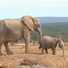 Elefantöse Begegnungen  (6)