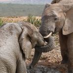 Elefantöse Begegnungen  (7)