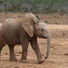 Elefantöse Begegnungen  (9)
