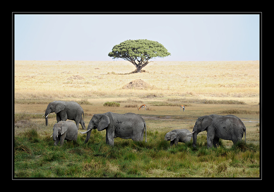 Elefantöse Familienbande