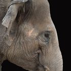 Elefantportrait