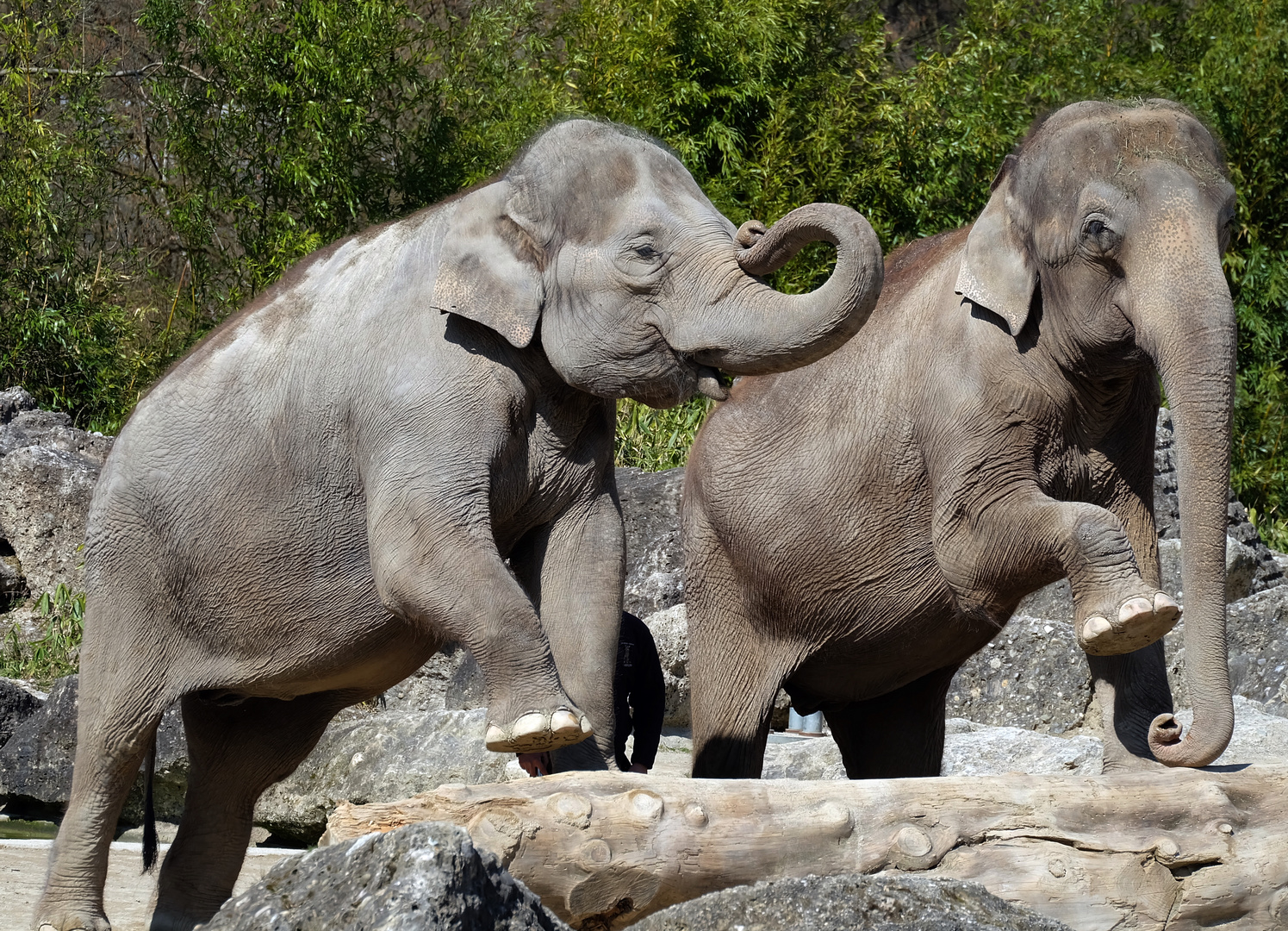 Elefant,rechtes Bein hoch