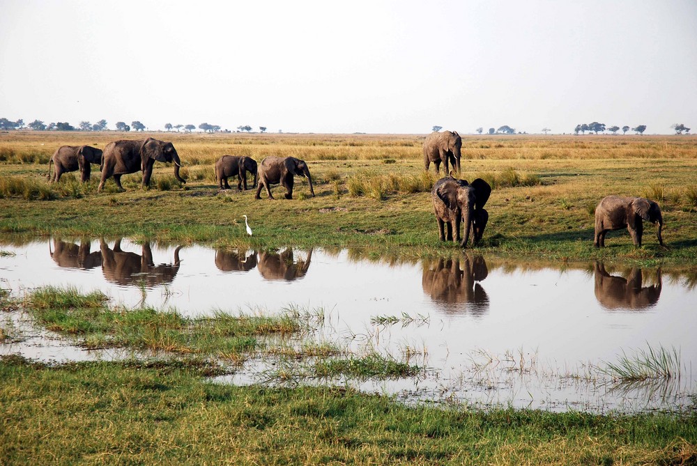 Elefants, Botswana