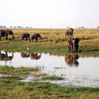 Elefants, Botswana