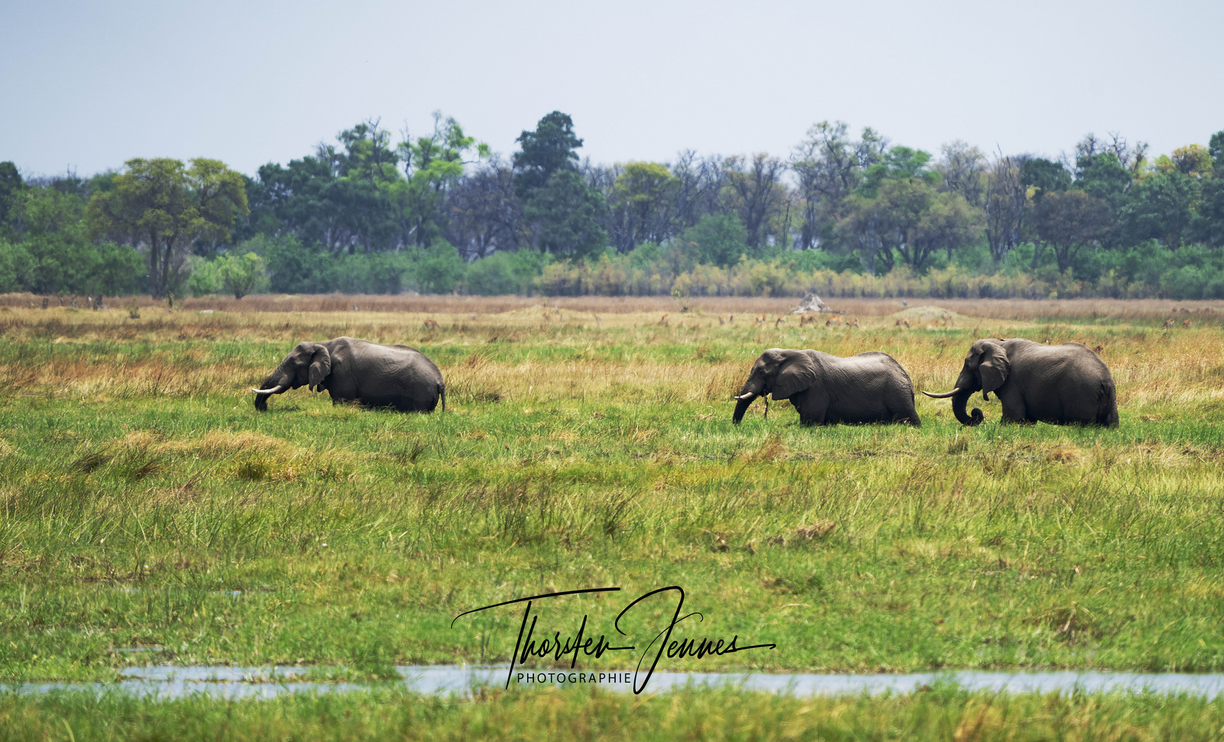 Elefants 