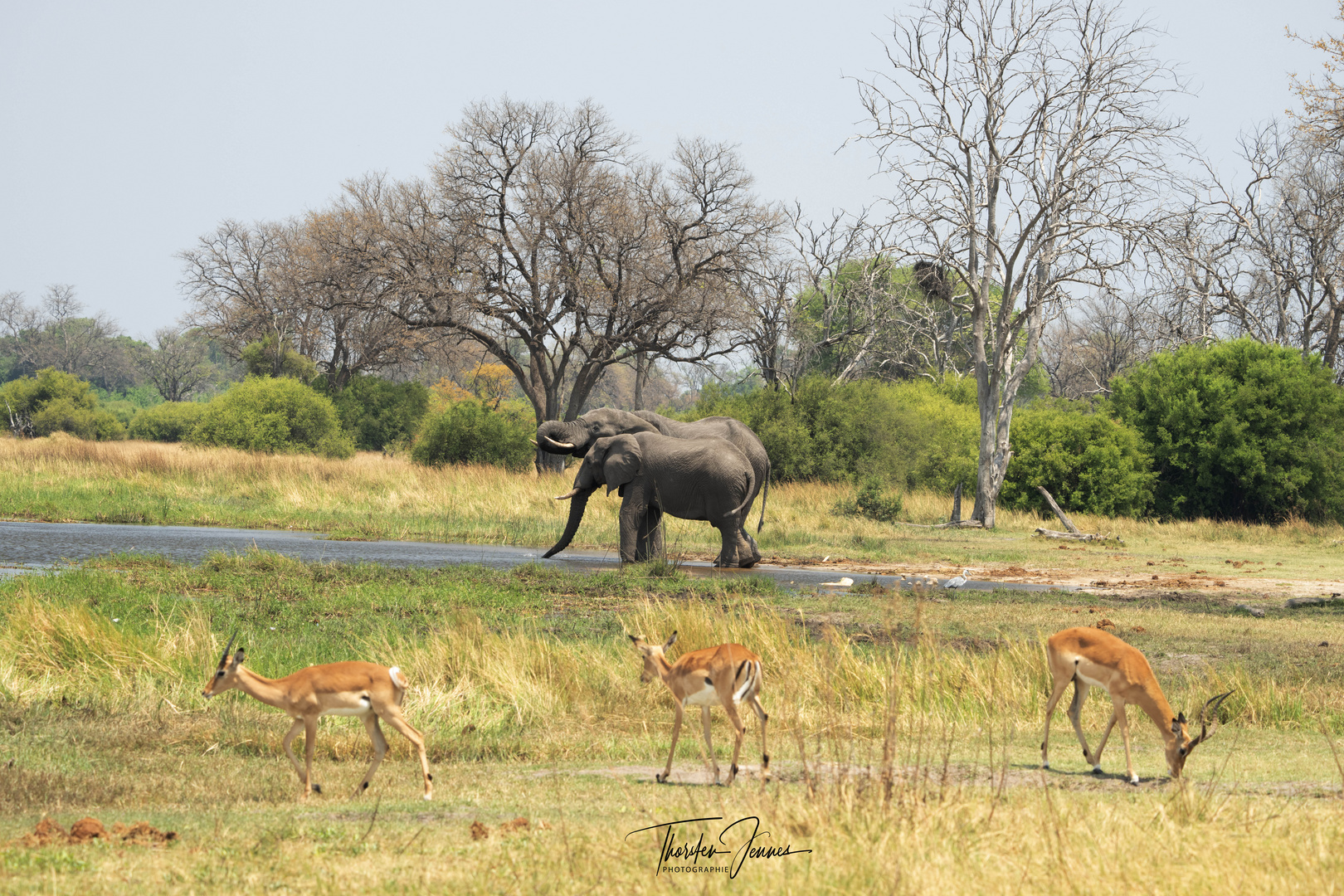 ELEFANTS & IMPALAS