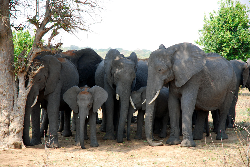 Elefants in Botswana