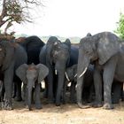 Elefants in Botswana