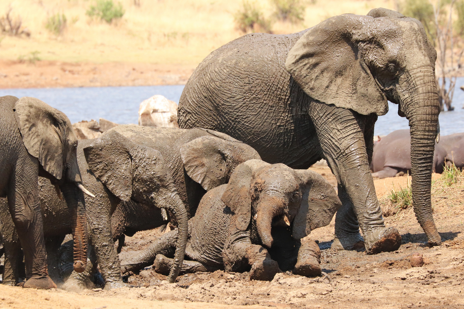 Elefants in Pilanesberg 2639