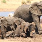 Elefants in Pilanesberg 2639