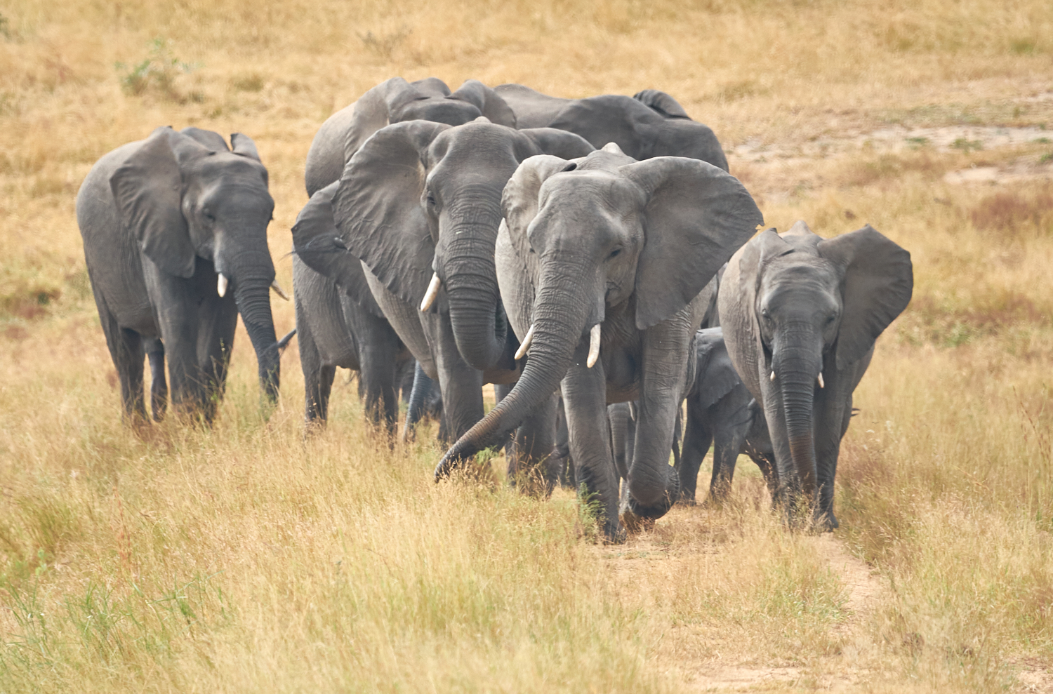 Elefants in the southafrican morning light