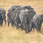 Elefants in the southafrican morning light