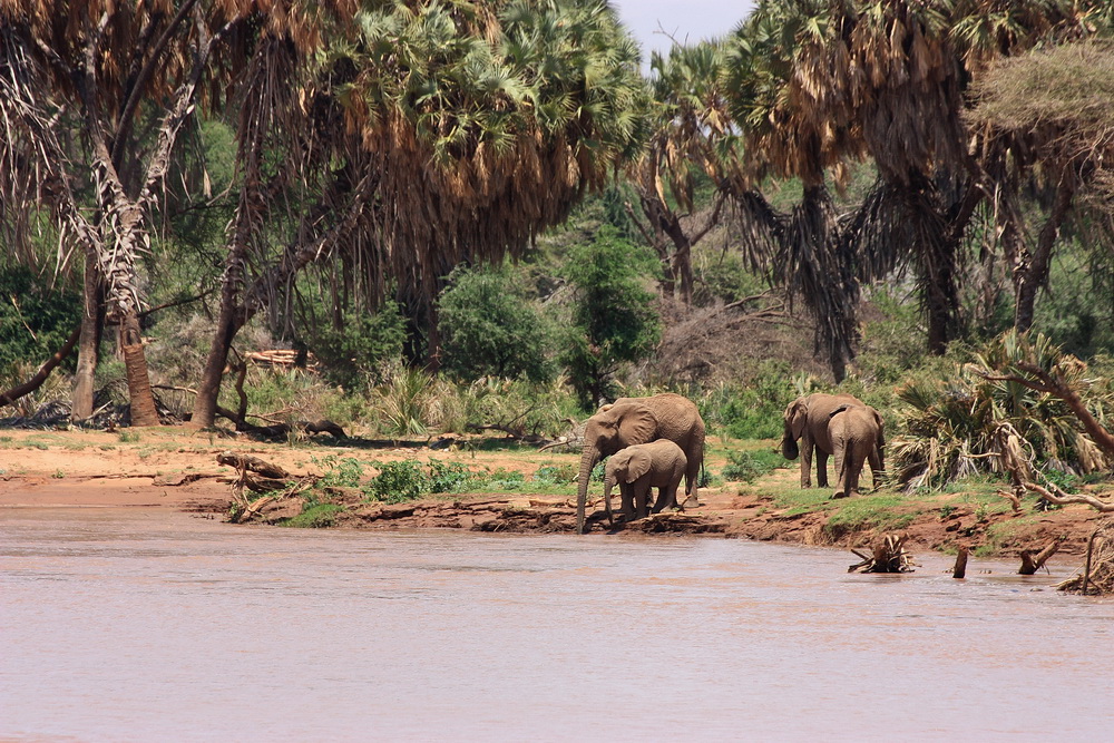 Elefants, Kenya Samburu National Park