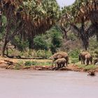 Elefants, Kenya Samburu National Park