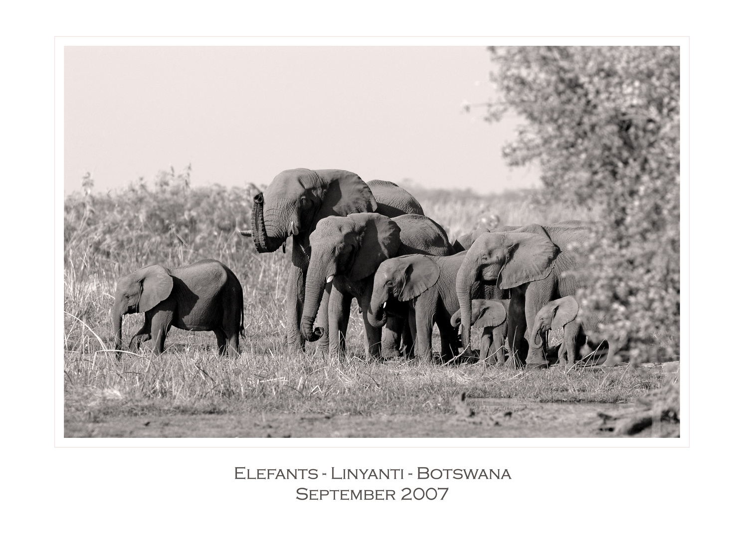Elefants - Linyanti - Botswana
