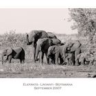 Elefants - Linyanti - Botswana