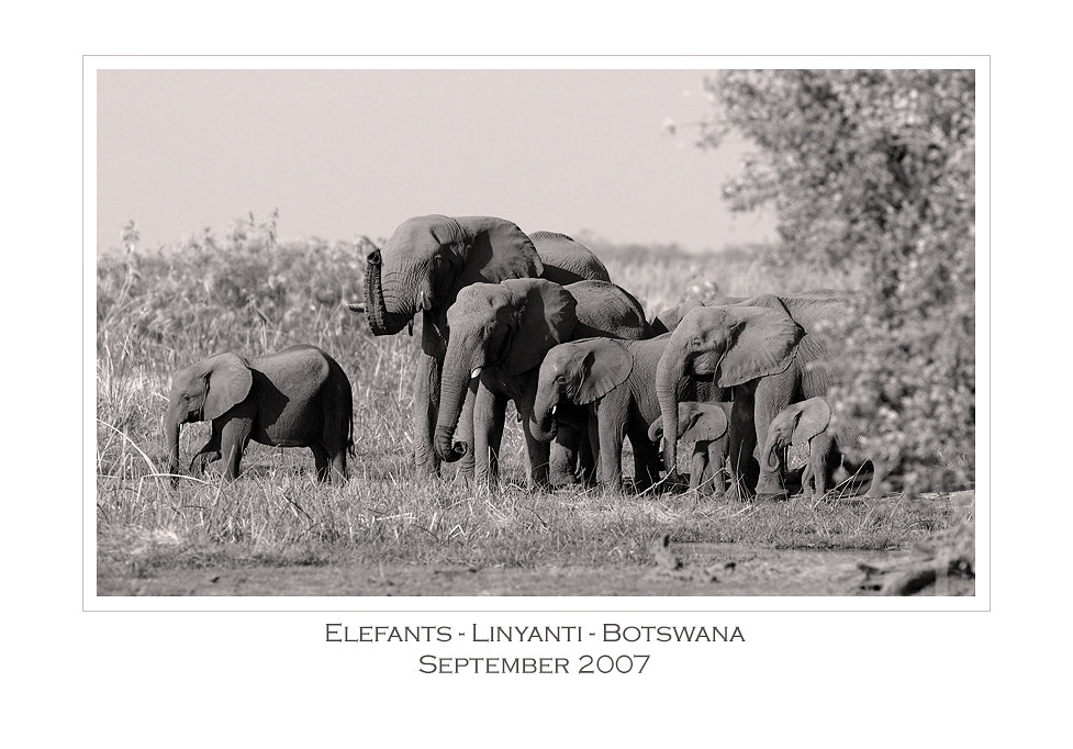 Elefants @ Linyanti Campsite