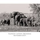 Elefants @ Linyanti Campsite