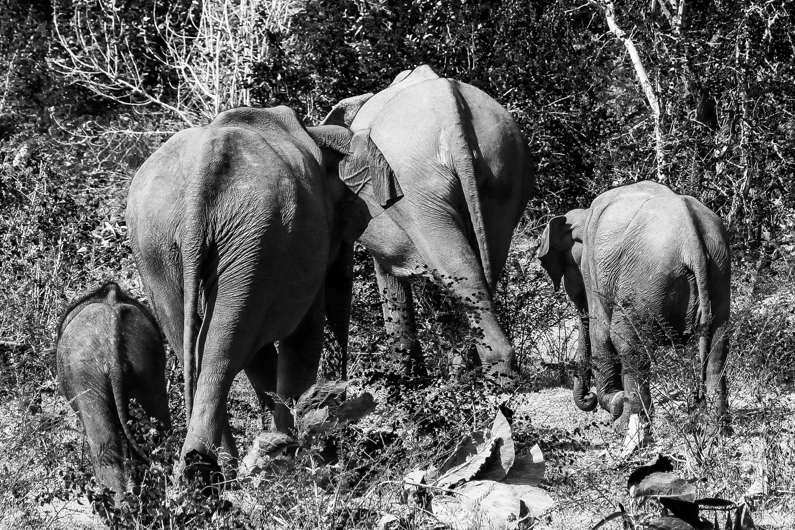 elefants of sri lanka: family running