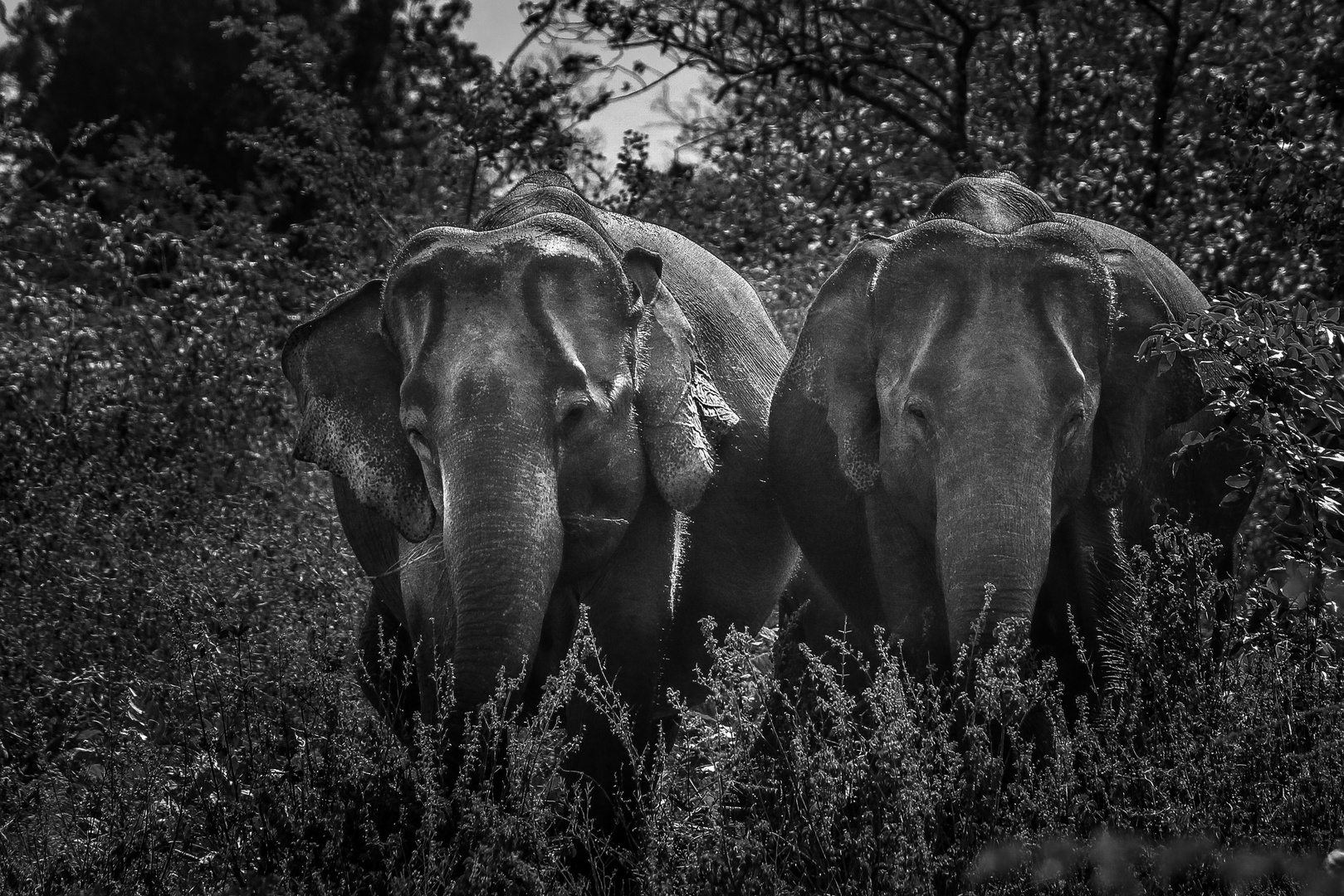 elefants of sri lanka: friends