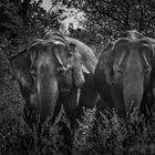 elefants of sri lanka: friends