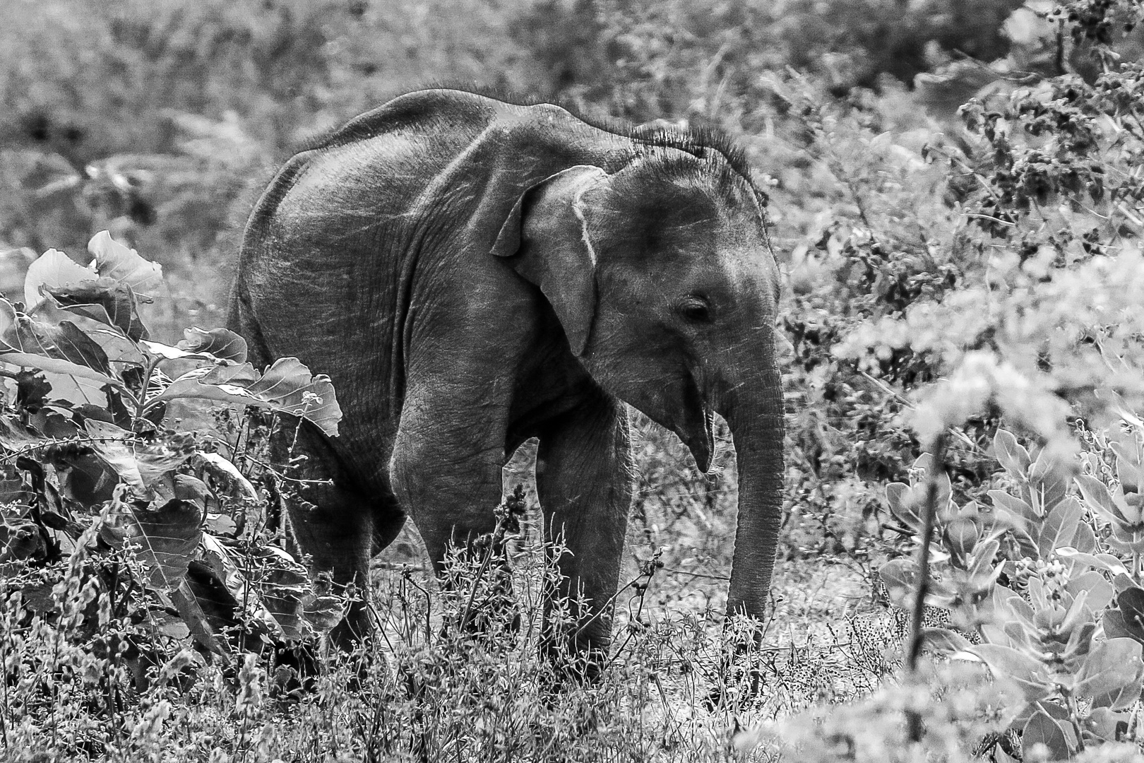 elefants of sri lanka: the baby