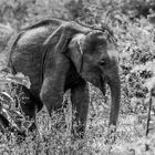 elefants of sri lanka: the baby