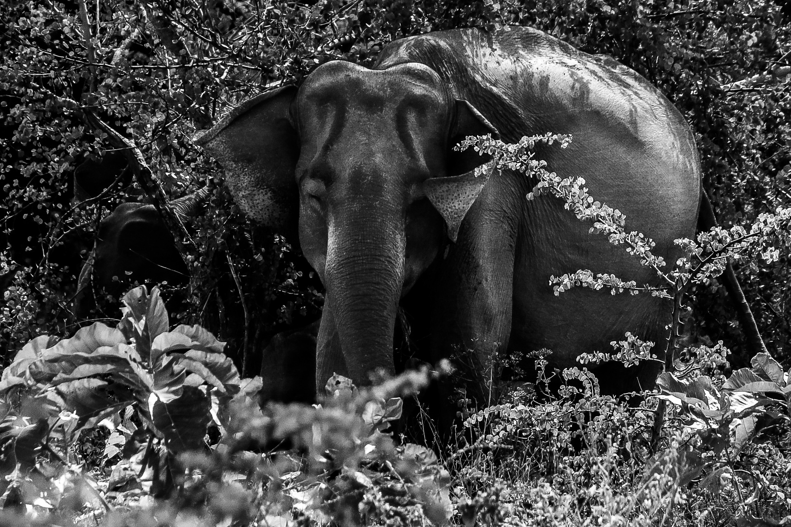 elefants of sri lanka: the boss