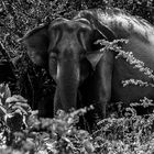 elefants of sri lanka: the boss