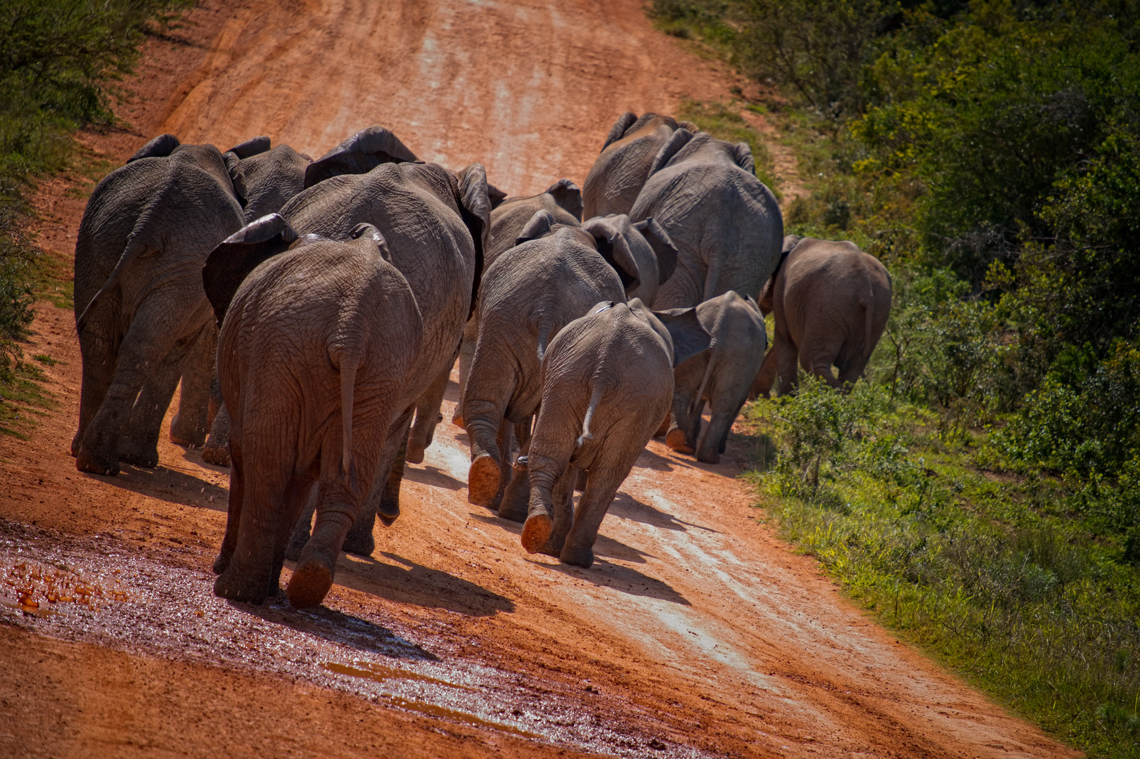 Elefants on a walk