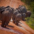 Elefants on a walk