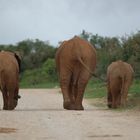 Elefants Street Parade II