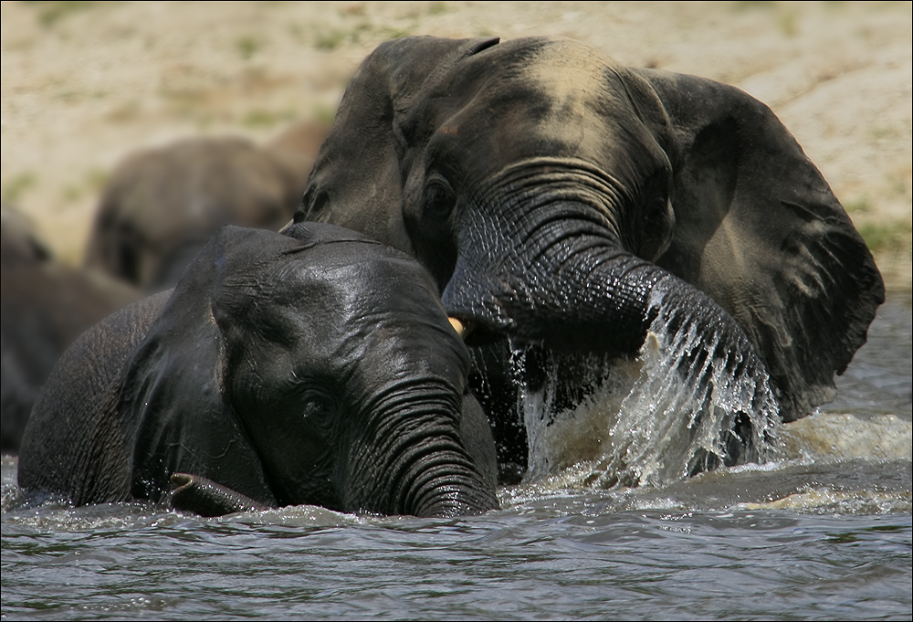 ---Elefant´s Watergames---