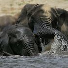 ---Elefant´s Watergames---