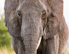 Elefant_Serengeti Nord-9885